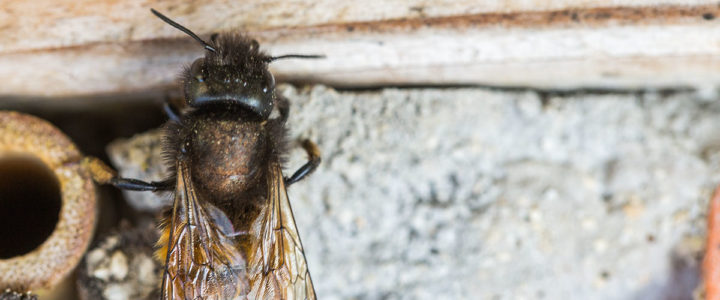 Das Ende der Bienenhotels Insekten Bienenhotel