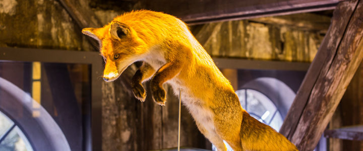 <span class="entry-title-primary">Naturmuseum INATURA</span> <span class="entry-subtitle">Natur zum Anfassen</span> Inatura dornbirn bodensee