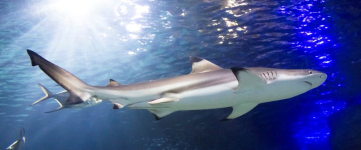 <span class="entry-title-primary">Sealife Konstanz</span> <span class="entry-subtitle">Von der Forelle bis zum Hai</span>