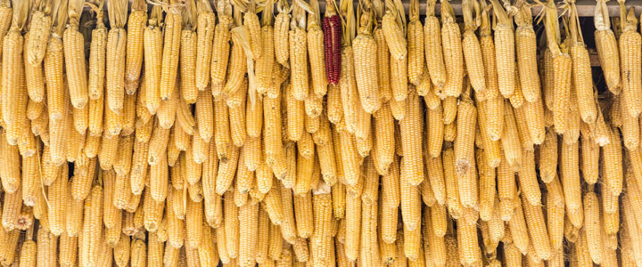 <span class="entry-title-primary">Riebelmais</span> <span class="entry-subtitle">Eine kulinarische Entdeckung der Geschichte</span> ribelmais dietrich bodensee